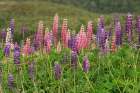 Norway, Svalbard. Close-up of large-leaved lupine flowers. Art Print